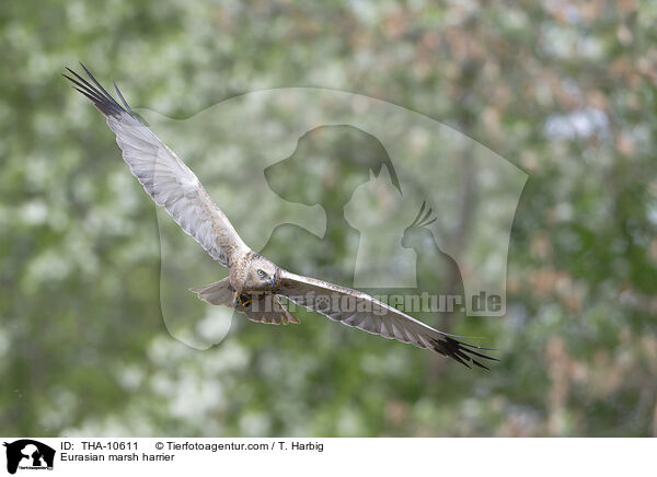 Rohrweihe / Eurasian marsh harrier / THA-10611