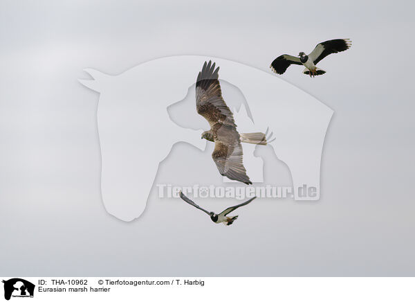 Eurasian marsh harrier / THA-10962