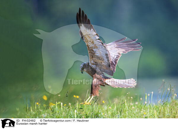 Rohrweihe / Eurasian marsh harrier / FH-02482