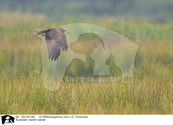 Rohrweihe / Eurasian marsh harrier / DV-04192