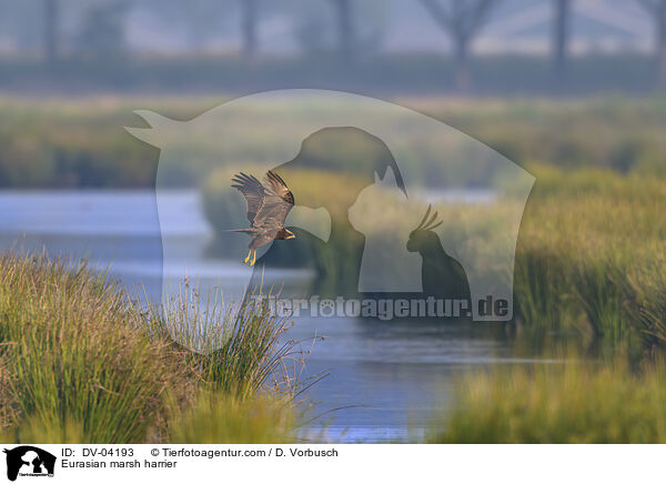 Rohrweihe / Eurasian marsh harrier / DV-04193