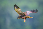 Eurasian marsh harrier