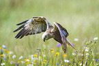 Eurasian  marsh harrier