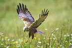 Eurasian  marsh harrier