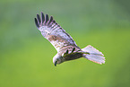 Eurasian  marsh harrier