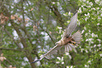 Eurasian marsh harrier