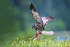 Eurasian marsh harrier