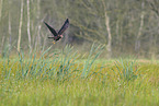 Eurasian marsh harrier