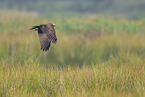 Eurasian marsh harrier