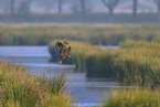 Eurasian marsh harrier