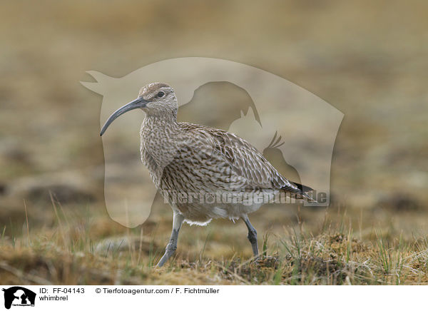 Regenbrachvogel / whimbrel / FF-04143