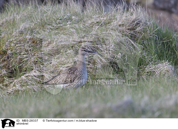 Regenbrachvogel / whimbrel / MBS-28337