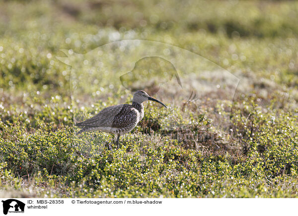 Regenbrachvogel / whimbrel / MBS-28358