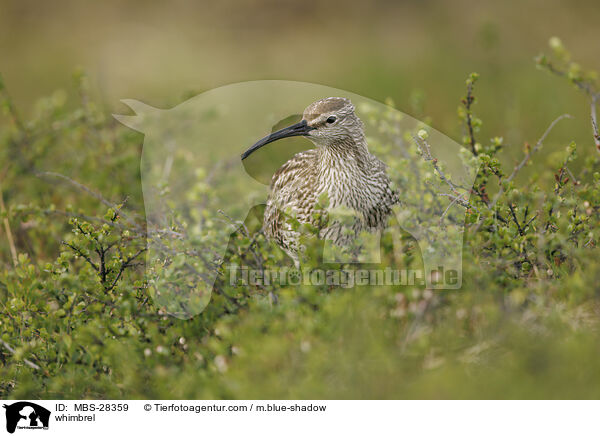 Regenbrachvogel / whimbrel / MBS-28359