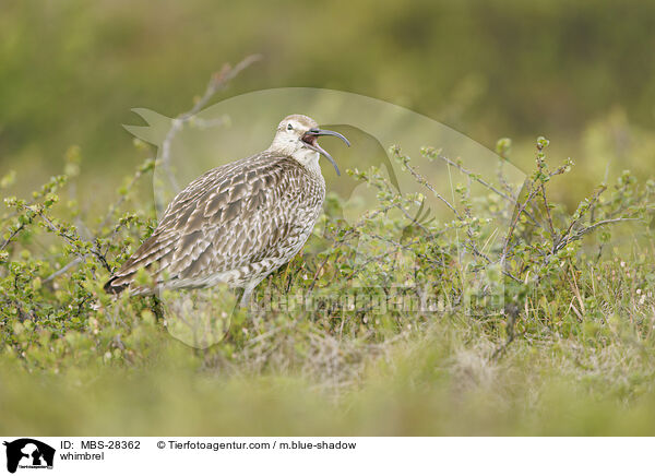 Regenbrachvogel / whimbrel / MBS-28362