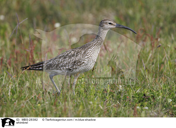 Regenbrachvogel / whimbrel / MBS-28382