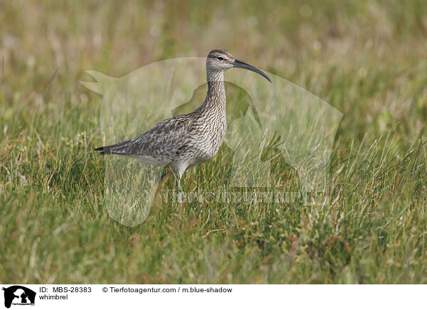 Regenbrachvogel / whimbrel / MBS-28383