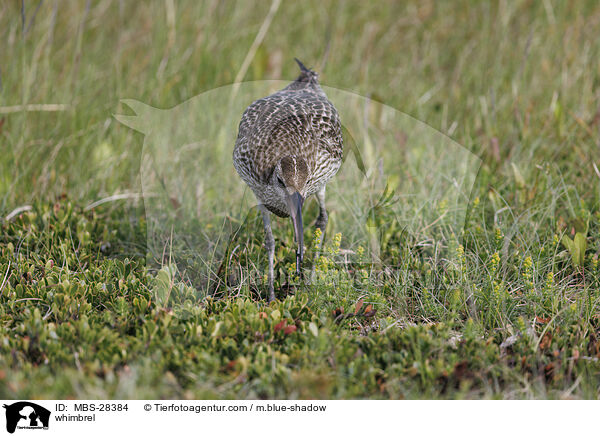 Regenbrachvogel / whimbrel / MBS-28384