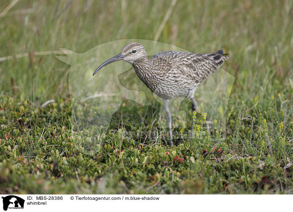 Regenbrachvogel / whimbrel / MBS-28386