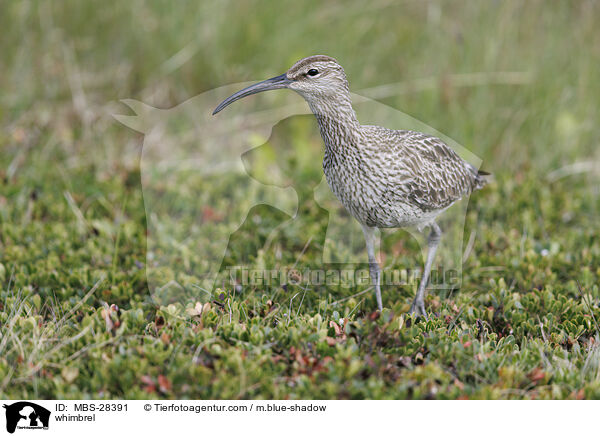 Regenbrachvogel / whimbrel / MBS-28391