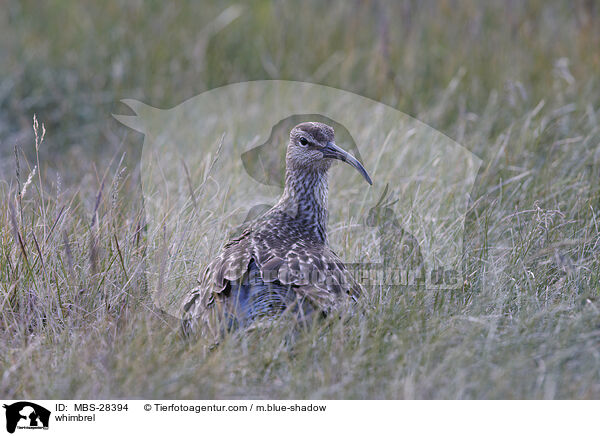 Regenbrachvogel / whimbrel / MBS-28394