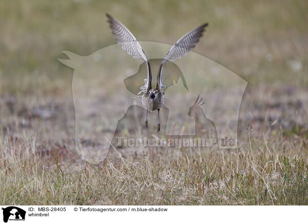 Regenbrachvogel / whimbrel / MBS-28405