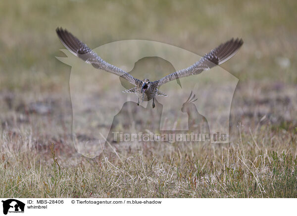 Regenbrachvogel / whimbrel / MBS-28406