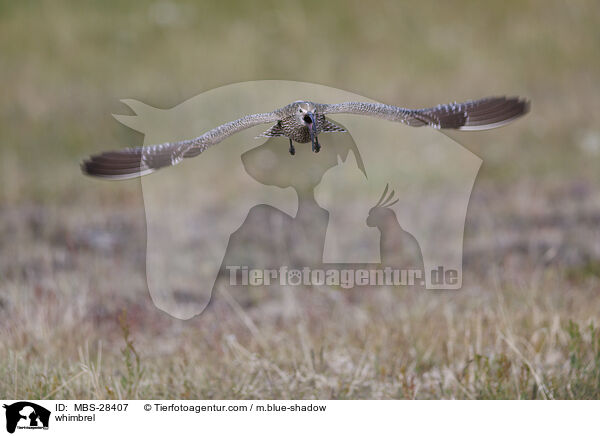 Regenbrachvogel / whimbrel / MBS-28407