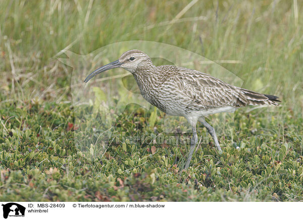 Regenbrachvogel / whimbrel / MBS-28409