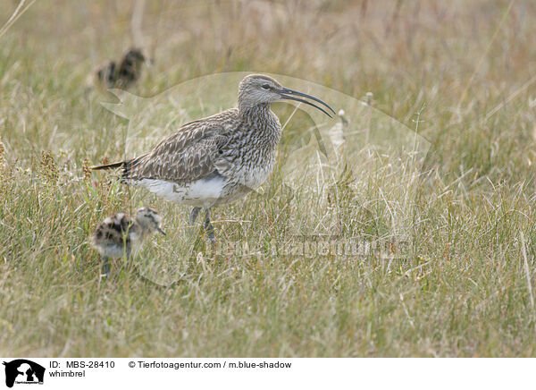 Regenbrachvogel / whimbrel / MBS-28410