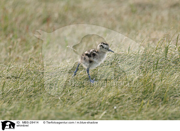 Regenbrachvogel / whimbrel / MBS-28414