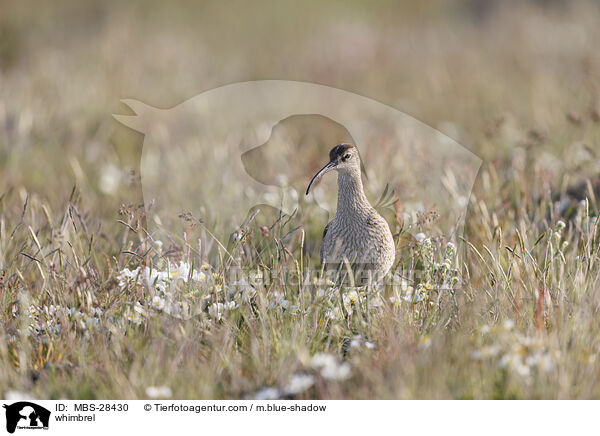 Regenbrachvogel / whimbrel / MBS-28430