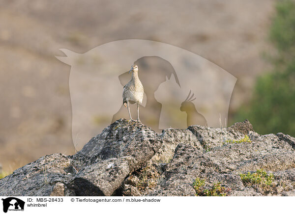 Regenbrachvogel / whimbrel / MBS-28433