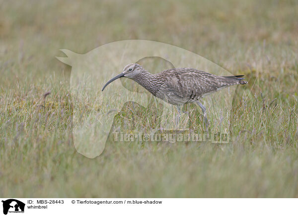 Regenbrachvogel / whimbrel / MBS-28443