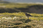 whimbrel