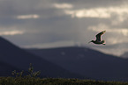 whimbrel