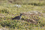 whimbrel