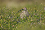 whimbrel