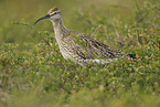 whimbrel