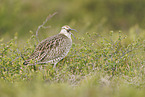 whimbrel