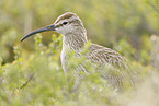 whimbrel