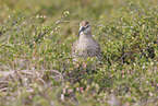 whimbrel