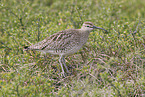 whimbrel