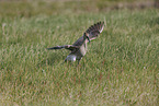 whimbrel