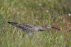 whimbrel