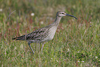 whimbrel