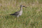 whimbrel