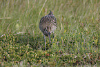 whimbrel