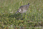 whimbrel