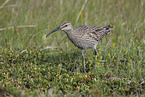 whimbrel